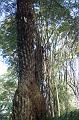 Unusual Cyathea tree fern, Tree fern gully, Pirianda Gardens IMG_7138